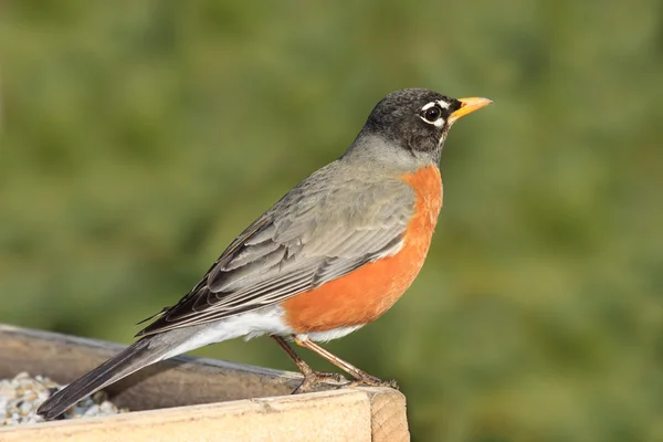 Robin bir üst bir besleyici oturur — Stok fotoğraf