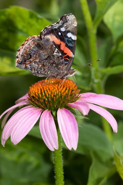 Red admiral atop a purple cone flower — Stock Photo, Image