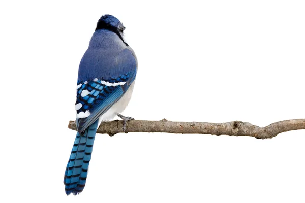 Visão traseira de um bluejay empoleirado em um ramo — Fotografia de Stock