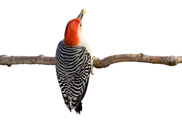 Pájaro carpintero de vientre rojo sostiene un grano de maíz —  Fotos de Stock