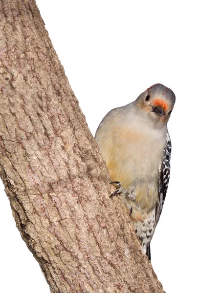 Red-bellied woodpecker peaks around a tree truck — Stock Photo, Image