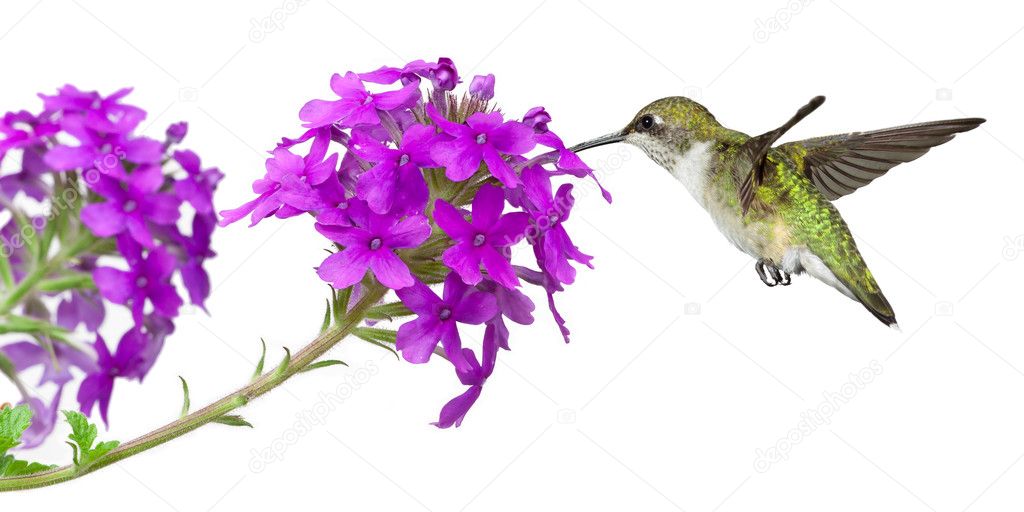 Hummingbird and a phlox