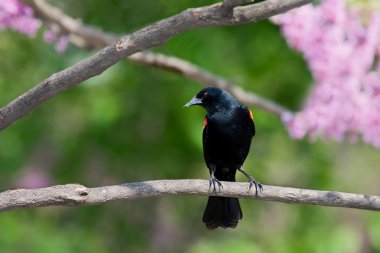 Redwing blackbird leans forward from a branch clipart