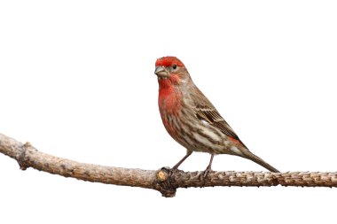 Male house finch proudly perched on a branch clipart