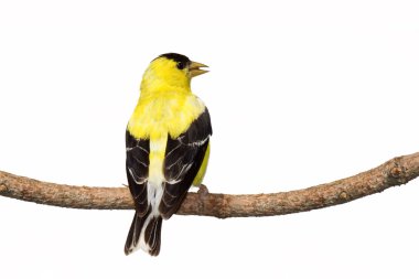 Rear view of male american goldfinch clipart