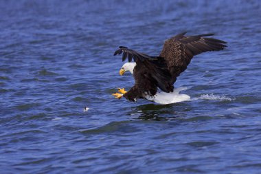 A focused bald eagle attcks its prey clipart