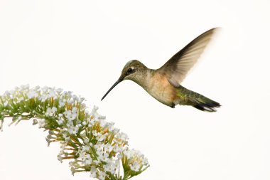 Floating hummingbird clipart