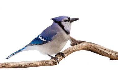 Watchful bluejay on a branch clipart