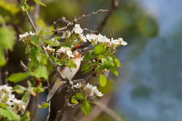 Cocoțat de dafin-piept warbler — Fotografie, imagine de stoc