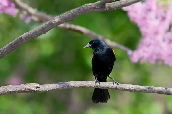 Redwing blackbird leans forward from a branch — Stock Photo, Image