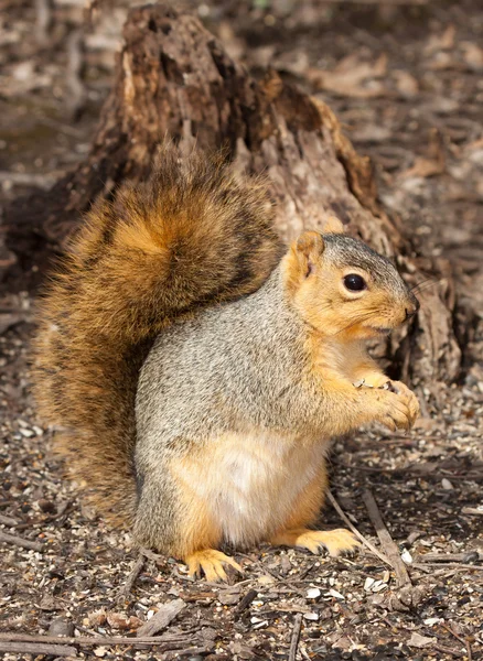 stock image Eastern gray squirrel in front of a stump