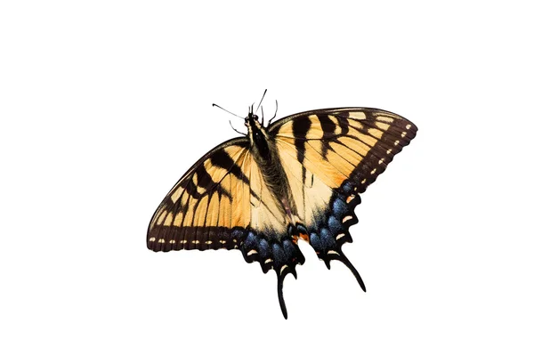 Tiger swallowtail on a white background — Stock Photo, Image