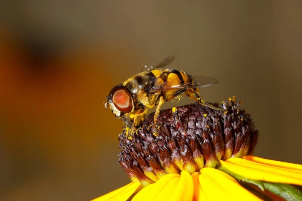 Honey bee eats dinner at a black eyed susan — Stock Photo, Image