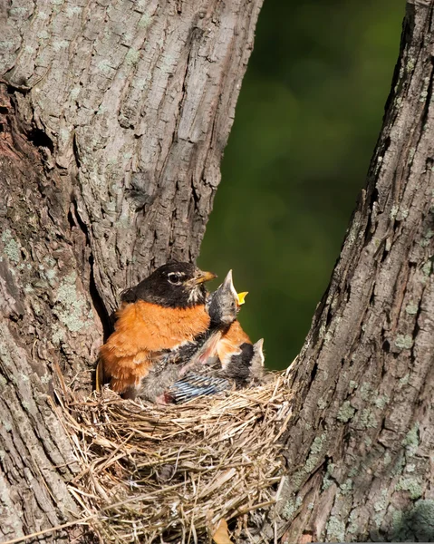 Hunger pains of a frail baby robin. — Stock Photo, Image