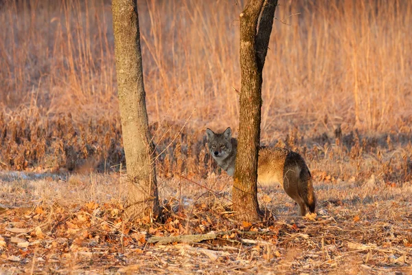 Coyote se esconde detrás de un árbol en un praire —  Fotos de Stock