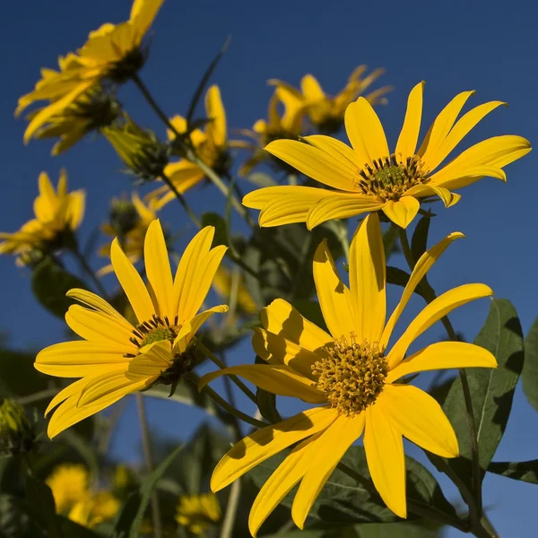 Sunflower sun stretch — Stock Photo, Image