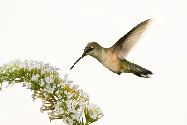 Floating hummingbird — Stock Photo, Image