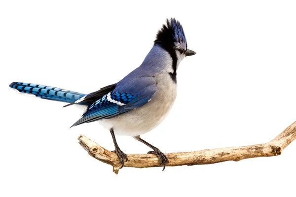 Um bluejay que vigia a área enquanto está em um ramo — Fotografia de Stock