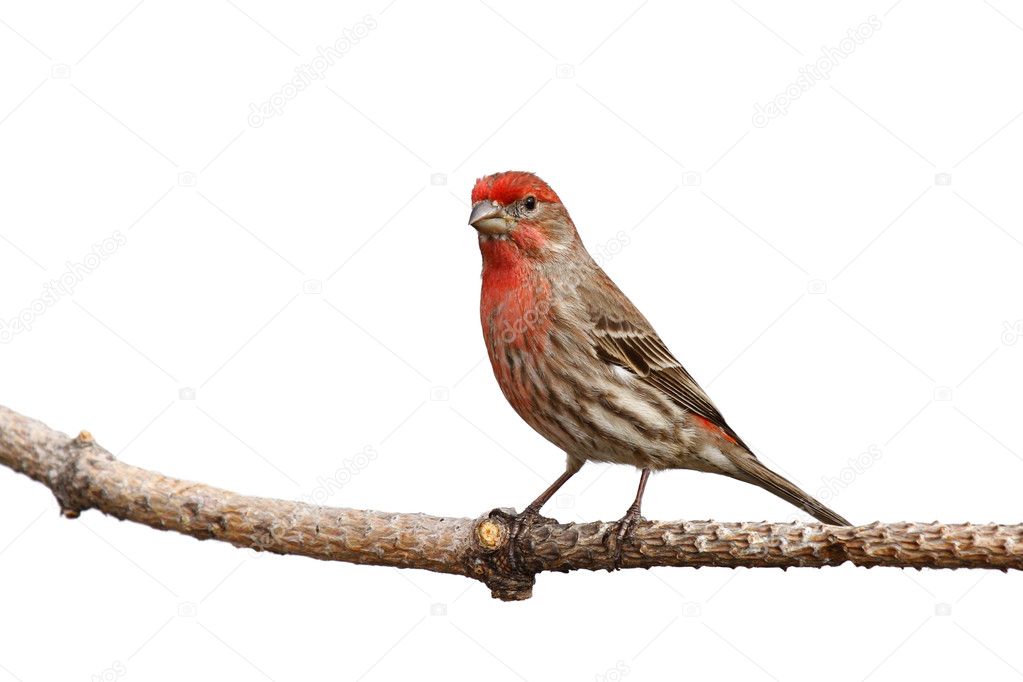 Male house finch proudly perched on a branch