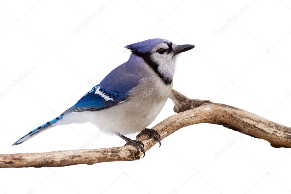 Watchful bluejay on a branch