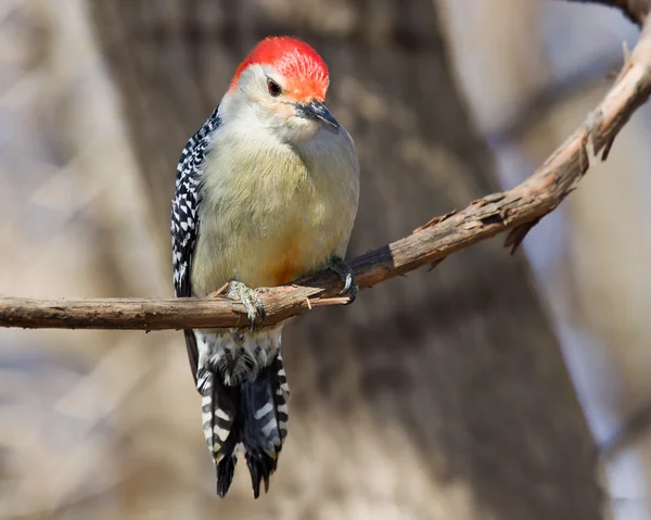 Nieuwsgierige rode bellied woodpecker zat op een wijnstok — Stockfoto