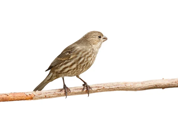Finch eats a safflower seed — Stock Photo, Image