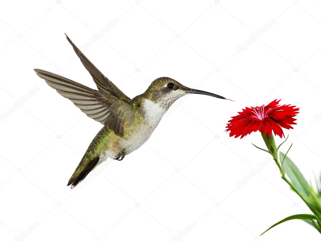 Hummingbird and a red dianthus