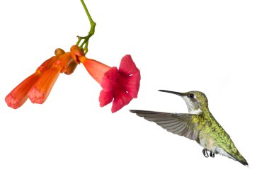 Hummingbird and the flower of a trumpet vine clipart