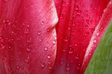 Macro view of tulip spinkled with drops of water clipart