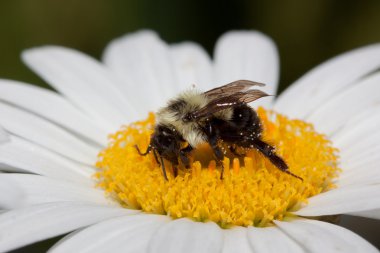 Bumble bee sips nectar from a daisy clipart