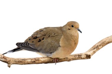 Mourning dove cautiously overlooks its surroundings clipart