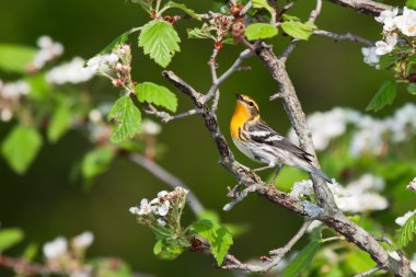 Singing blackburnian warbler clipart