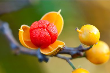 First dew covered bittersweet berry opens wide clipart