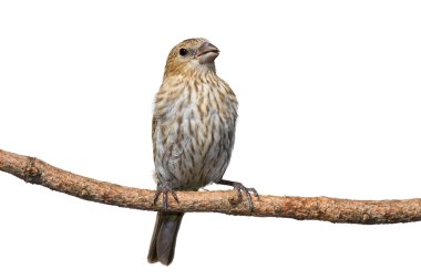 Female house finch perched on a pine branch clipart