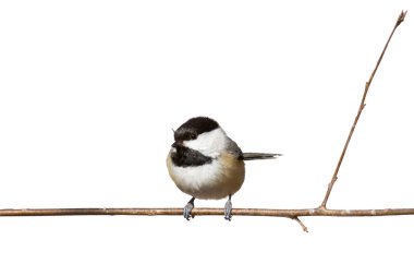 Black capped chickadee perched on a branch clipart