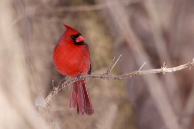 Cardinal on a cool autumn day clipart