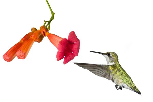 Kolibri és a trombita szőlő virág — Stock Fotó