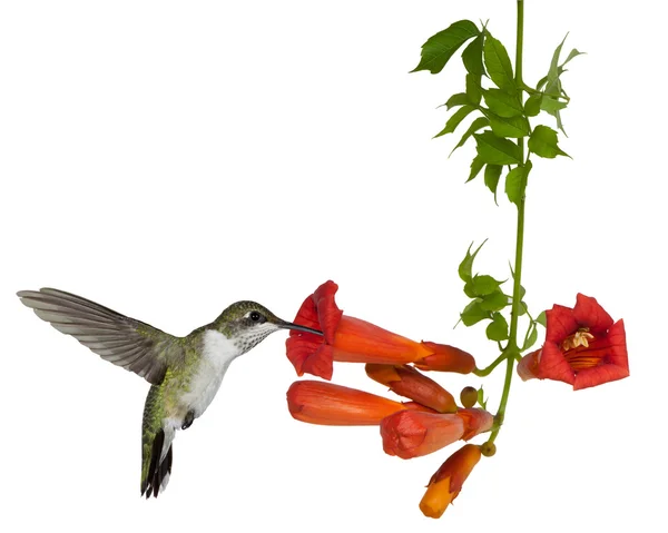 Hummingbird och en trumpt vine — Stockfoto