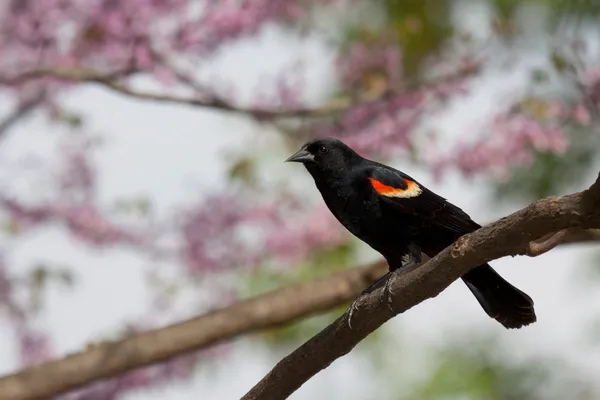 パステル調の楽園でワキアカツグミ ブラックバード — ストック写真