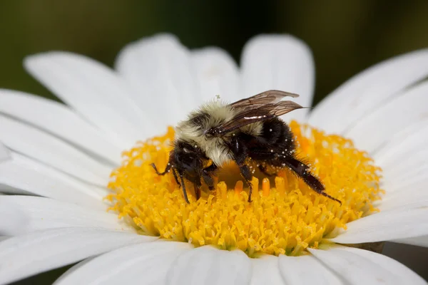 Bumble abelha sorve néctar de uma margarida — Fotografia de Stock
