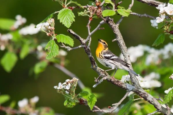 Singing blackburnian warbler — Stock Photo, Image