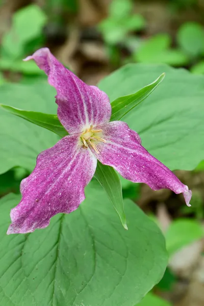 Trilium de flor grande fica roxo — Fotografia de Stock