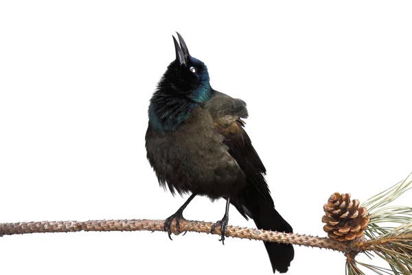 Menacing grackle frightens other out of its territory — Stock Photo, Image