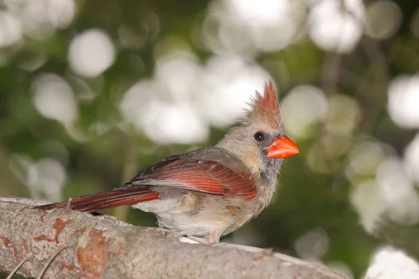 Female cardinal peers back — Stock Photo, Image