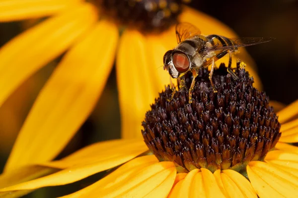 Honey bee and two black eyed susans — Stock Photo, Image
