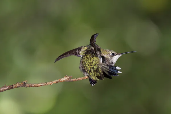 Hummingbird flaxar med sina vingar — Stockfoto