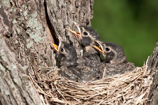 Three young robins cry in with hunger pain — Stock Photo, Image