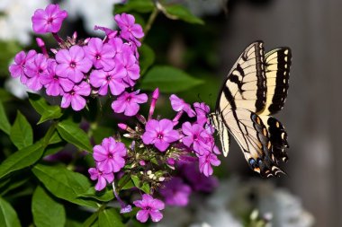Swallowtail butterfly feeds on a pink petunia clipart