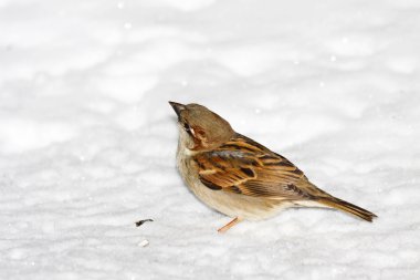 House sparrow clipart