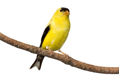 American goldfinch at rest on pine branch clipart